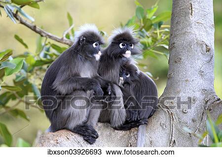 "Dusky Leaf Monkeys or Southern Langurs (Trachypithecus obscurus) monkey family on tree, female suckling young, native to Asia, Singapore, Asia" View Large Photo Image Stock Image - "Dusky Leaf Monkeys or Southern Langurs (Trachypithecus obscurus) monkey family on tree, female suckling young, native to Asia, Singapore, Asia". Fotosearch