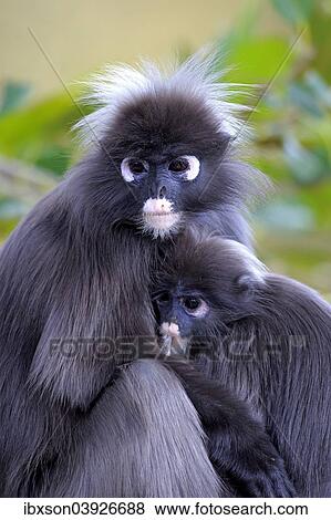 "Dusky Leaf Monkeys or Southern Langurs (Trachypithecus obscurus), female suckling young, native to Asia, Singapore, Asia" View Large Photo Image Stock Photo - "Dusky Leaf Monkeys or Southern Langurs (Trachypithecus obscurus), female suckling young, native to Asia, Singapore, Asia". Fotosearch
