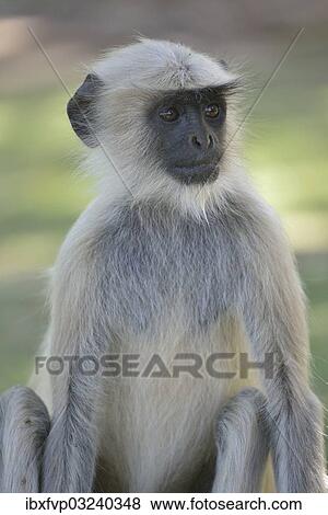 "Dussumier's Malabar Langur or Southern Plains Gray Langur (Semnopithecus dussumieri), Gir Forest National Park, Gir Sanctuary, Gujarat, India, Asia" View Large Photo Image Stock Photo - "Dussumier's Malabar Langur or Southern Plains Gray Langur (Semnopithecus dussumieri), Gir Forest National Park, Gir Sanctuary, Gujarat, India, Asia". Fotosearch