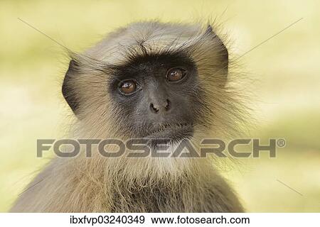 Stock Photo - "Dussumier's Malabar Langur or Southern Plains Gray Langur (Semnopithecus dussumieri), Gir Forest National Park, Gir Sanctuary, Gujarat, India, Asia". Fotosearch