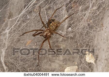 "Dust spider or Dustbunny Spider (Tegenaria atrica) in the spiderweb, Baden-Wurttemberg, Germany, Europe" View Large Photo Image Stock Image - "Dust spider or Dustbunny Spider (Tegenaria atrica) in the spiderweb, Baden-Wurttemberg, Germany, Europe". Fotosearch