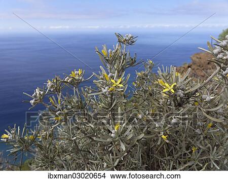 "Dusty Zeiland (Neochamaelea pulverulenta), Valle Gran Rey, La Gomera, Canary Islands, Spain, Europe" View Large Photo Image Picture - "Dusty Zeiland (Neochamaelea pulverulenta), Valle Gran Rey, La Gomera, Canary Islands, Spain, Europe". Fotosearch