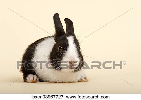 "Dutch rabbit, black and white" View Large Photo Image Stock Photo - "Dutch rabbit, black and white". Fotosearch