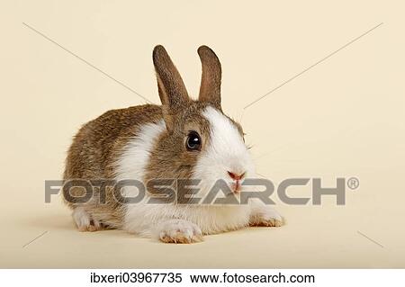 "Dutch rabbit, Brown White" View Large Photo Image Stock Photography - "Dutch rabbit, Brown White". Fotosearch