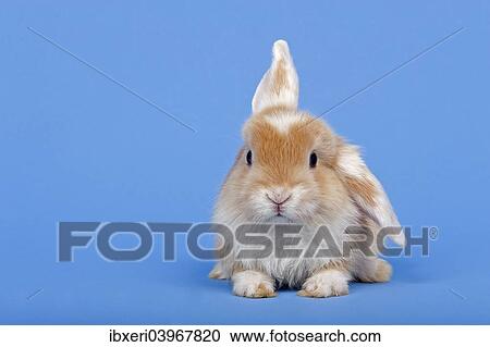 Dutch rabbit View Large Photo Image Stock Image - Dutch rabbit. Fotosearch