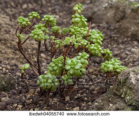 "Dwarf Aeonium (Aeonium sedifolium), native to the Canary Islands" View Large Photo Image Stock Image - "Dwarf Aeonium (Aeonium sedifolium), native to the Canary Islands". Fotosearch