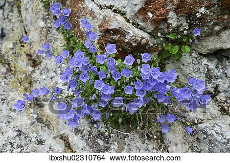 Picture - "Dwarf campanula or bellflower (Campanula cochleariifolia), Buergenstock, Switzerland, Europe". Fotosearch