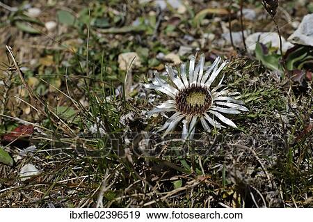 "Dwarf carline thistle, Silver thistle (Carlina acaulis) in a pasture, Buergeralm alp, Afllenz, Bruck an der Mur, Styria, Austria, Europe" View Large Photo Image Stock Photo - "Dwarf carline thistle, Silver thistle (Carlina acaulis) in a pasture, Buergeralm alp, Afllenz, Bruck an der Mur, Styria, Austria, Europe". Fotosearch