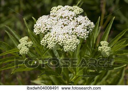 Dwarf Elder (Sambucus ebulus) View Large Photo Image Stock Image - Dwarf Elder (Sambucus ebulus). Fotosearch