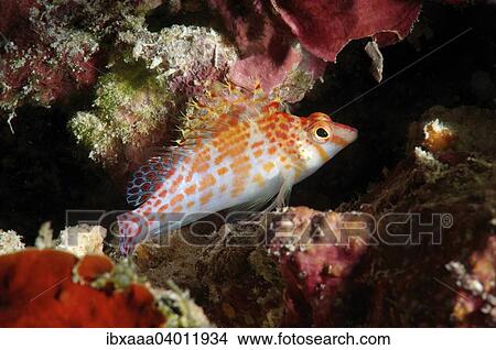 "Dwarf hawkfish (Cirrhitichthys falco), Bohol Sea, Philippines, Asia" View Large Photo Image Picture - "Dwarf hawkfish (Cirrhitichthys falco), Bohol Sea, Philippines, Asia". Fotosearch