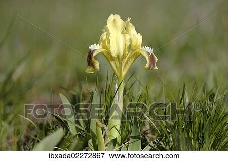 "Dwarf iris (Iris pumila), variety with yellow blossoms, Lake Neusiedl, Burgenland, Austria, Europe" View Large Photo Image Stock Photo - "Dwarf iris (Iris pumila), variety with yellow blossoms, Lake Neusiedl, Burgenland, Austria, Europe". Fotosearch