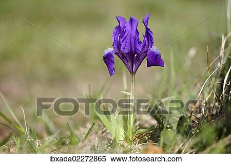 "Dwarf iris (Iris pumila), variety with blue blossoms, Lake Neusiedl, Burgenland, Austria, Europe" View Large Photo Image Stock Photography - "Dwarf iris (Iris pumila), variety with blue blossoms, Lake Neusiedl, Burgenland, Austria, Europe". Fotosearch