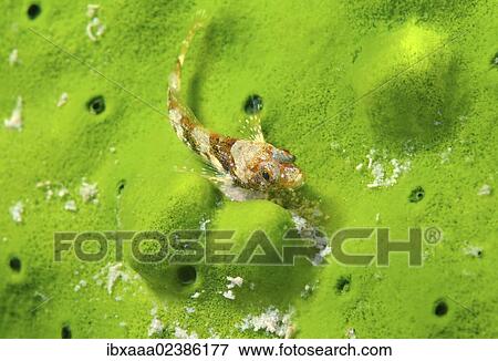 "Dwarf sculpin (Procottus gurwicii, Taliev), Lake Baikal, Siberia, Russian Federation, Eurasia" View Large Photo Image Stock Photo - "Dwarf sculpin (Procottus gurwicii, Taliev), Lake Baikal, Siberia, Russian Federation, Eurasia". Fotosearch
