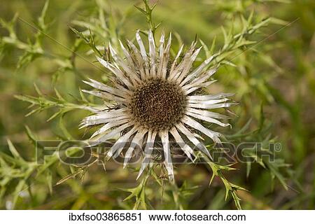 Stock Image - "Dwarf Thistle (Carlina acaulis), Thuringia, Germany, Europe". Fotosearch