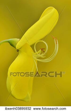 Stock Image - "Dyer's broom (Genista tinctoria), flower, Emsland, Lower Saxony, Germany, Europe". Fotosearch