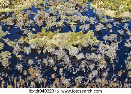 Stock Photography - "Dying Mopane trees (Colophospermum mopane) in a freshwater marsh, aerial view, Okavango Delta, Botswana, Africa". Fotosearch