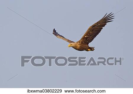 "Eagle (Haliaeetus albicilla) in flight, Steinhuder Meer, Lower Saxony, Germany, Europe" View Large Photo Image Stock Photo - "Eagle (Haliaeetus albicilla) in flight, Steinhuder Meer, Lower Saxony, Germany, Europe". Fotosearch