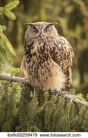 "Eagle Owl (Bubo bubo), Limburg an der Lahn, Hesse, Germany, Europe" View Large Photo Image Stock Photo - "Eagle Owl (Bubo bubo), Limburg an der Lahn, Hesse, Germany, Europe". Fotosearch