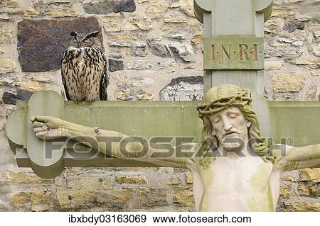 "Eagle Owl (Bubo bubo) sitting on a Crucifix, Kreuzgang des Osnabrucker Doms, Osnabruck, Lower Saxony, Germany, Europe" View Large Photo Image Stock Photo - "Eagle Owl (Bubo bubo) sitting on a Crucifix, Kreuzgang des Osnabrucker Doms, Osnabruck, Lower Saxony, Germany, Europe". Fotosearch