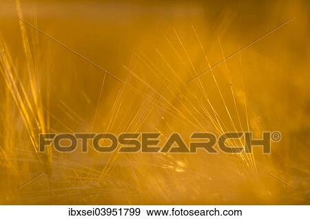 "Ear of Barley (Hordeum vulgare), Germany, Europe" View Large Photo Image Stock Photo - "Ear of Barley (Hordeum vulgare), Germany, Europe". Fotosearch