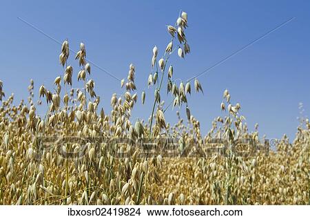 "Ear of grain in a field of Oats (Avena), Hallertau area, Mainburg, Bavaria, Germany, Europe" View Large Photo Image Picture - "Ear of grain in a field of Oats (Avena), Hallertau area, Mainburg, Bavaria, Germany, Europe". Fotosearch