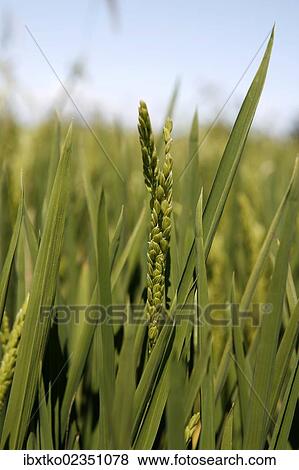 Stock Photo - "Ear of Rice (Oryza sativa), rice paddy, rice cultivation near Pals, Basses d'en Coll, Catalonia, Spain, Europe". Fotosearch