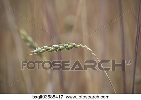 "Ear of wheat in a grainfield, Upper Bavaria, Bavaria, Germany, Europe" View Large Photo Image Stock Photo - "Ear of wheat in a grainfield, Upper Bavaria, Bavaria, Germany, Europe". Fotosearch