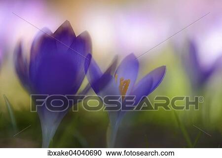 Early Crocus (Crocus tommasinianus) View Large Photo Image Stock Image - Early Crocus (Crocus tommasinianus). Fotosearch