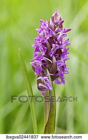 "Early Marsh Orchid, (Dactolyrhiza incarnata)" View Large Photo Image Stock Photo - "Early Marsh Orchid, (Dactolyrhiza incarnata)". Fotosearch
