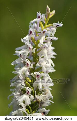 Stock Image - "Early Marsh Orchid (Dactylorhiza incarnata Albino), albino variant, Europe". Fotosearch