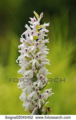 Stock Image - "Early Marsh Orchid (Dactylorhiza incarnata Albino), albino variant, Europe". Fotosearch