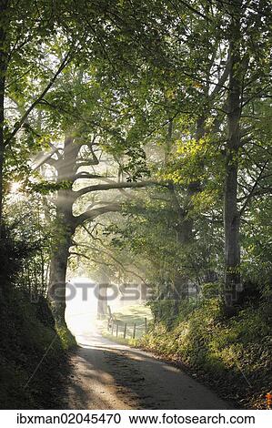 Stock Image - "Early morning, beech-lined alley in Gasse near Gmund on Tegersee Lake, Upper Bavaria, Bavaria, Germany, Europe, PublicGround, Europe". Fotosearch