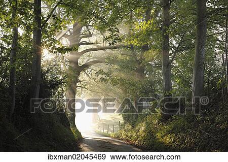 "Early morning, beech-lined alley in Gasse near Gmund on Tegersee Lake, Upper Bavaria, Bavaria, Germany, Europe, PublicGround, Europe" View Large Photo Image Stock Photo - "Early morning, beech-lined alley in Gasse near Gmund on Tegersee Lake, Upper Bavaria, Bavaria, Germany, Europe, PublicGround, Europe". Fotosearch