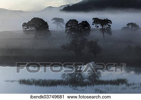 "Early morning fog at Loch Arkaig, Fort William, Highlands, Scotland, United Kingdom, Europe" View Large Photo Image Stock Image - "Early morning fog at Loch Arkaig, Fort William, Highlands, Scotland, United Kingdom, Europe". Fotosearch