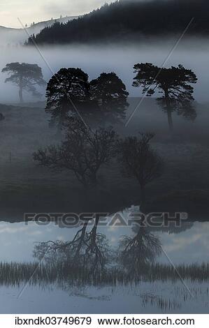 "Early morning fog at Loch Arkaig, Fort William, Highlands, Scotland, United Kingdom, Europe" View Large Photo Image Stock Photo - "Early morning fog at Loch Arkaig, Fort William, Highlands, Scotland, United Kingdom, Europe". Fotosearch