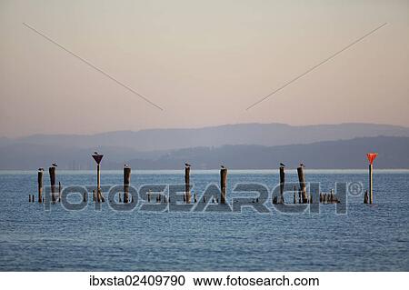 "Early morning mood in the port of Guettingen, Lake Constance, Switzerland, Europe, PublicGround, Europe" View Large Photo Image Stock Image - "Early morning mood in the port of Guettingen, Lake Constance, Switzerland, Europe, PublicGround, Europe". Fotosearch
