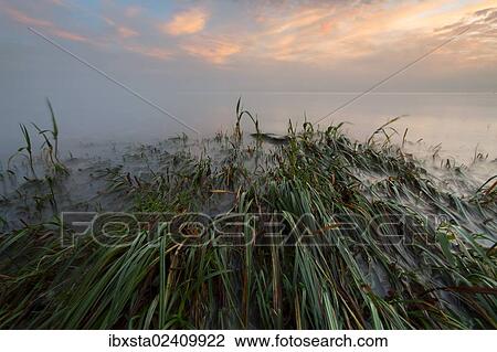 Stock Image - "Early morning mood on the shore near Landschlacht, Lake Constance, Switzerland, Europe". Fotosearch
