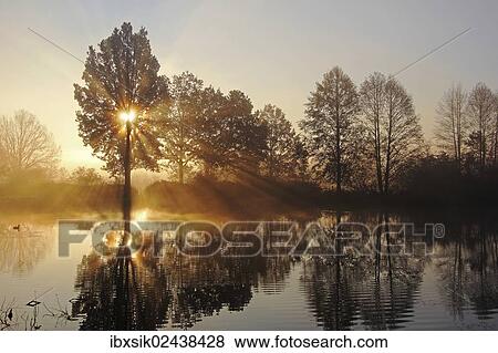 "Early morning, sunrise, pond area, trees, November morning, Mittelberg district, Biberach, Upper Swabia, Baden-Wuerttemberg, Germany, Europe" View Large Photo Image Stock Photo - "Early morning, sunrise, pond area, trees, November morning, Mittelberg district, Biberach, Upper Swabia, Baden-Wuerttemberg, Germany, Europe". Fotosearch