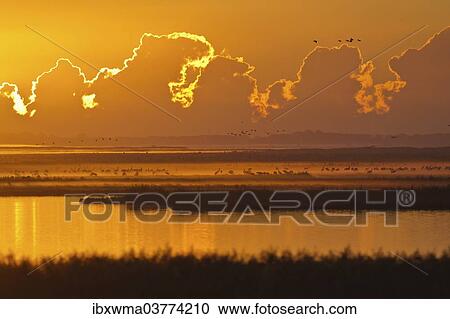 "Early morning with cranes (Grus grus) in Bodden, Mecklenburg-Vorpommern, Germany, Europe" View Large Photo Image Stock Image - "Early morning with cranes (Grus grus) in Bodden, Mecklenburg-Vorpommern, Germany, Europe". Fotosearch