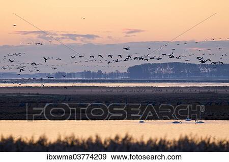 "Early morning with cranes (Grus grus) in Bodden, Mecklenburg-Vorpommern, Germany, Europe" View Large Photo Image Stock Photo - "Early morning with cranes (Grus grus) in Bodden, Mecklenburg-Vorpommern, Germany, Europe". Fotosearch