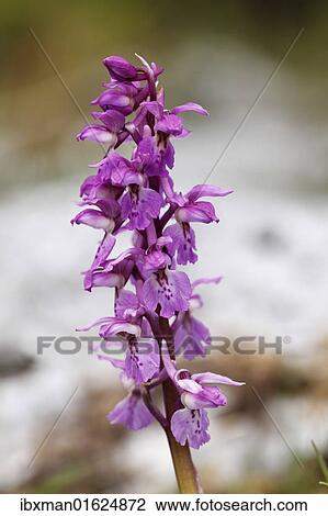 "Early purple orchid (Orchis mascula), Burren, County Clare, Ireland, Europe" View Large Photo Image Stock Image - "Early purple orchid (Orchis mascula), Burren, County Clare, Ireland, Europe". Fotosearch