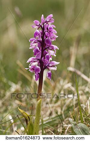 "Early purple orchid (Orchis mascula), Burren, County Clare, Ireland, Europe" View Large Photo Image Stock Image - "Early purple orchid (Orchis mascula), Burren, County Clare, Ireland, Europe". Fotosearch