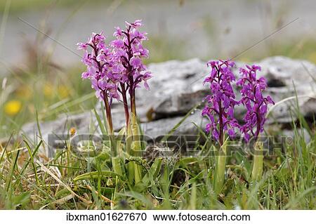 "Early Purple Orchid (Orchis mascula), Burren, County Clare, Ireland, Europe" View Large Photo Image Stock Image - "Early Purple Orchid (Orchis mascula), Burren, County Clare, Ireland, Europe". Fotosearch