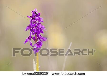 "Early Purple Orchid (Orchis mascula), North Hesse, Hesse, Germany, Europe" View Large Photo Image Stock Image - "Early Purple Orchid (Orchis mascula), North Hesse, Hesse, Germany, Europe". Fotosearch