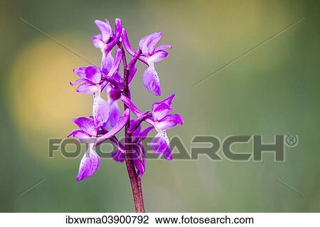 Stock Image - "Early Purple Orchid (Orchis mascula), Hesse, Germany, Europe". Fotosearch