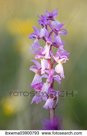 "Early Purple Orchid (Orchis mascula), Hesse, Germany, Europe" View Large Photo Image Stock Image - "Early Purple Orchid (Orchis mascula), Hesse, Germany, Europe". Fotosearch