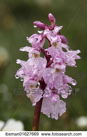 Stock Photo - "Early Purple Orchid (Orchis mascula), Burren, County Clare, Ireland, Europe". Fotosearch