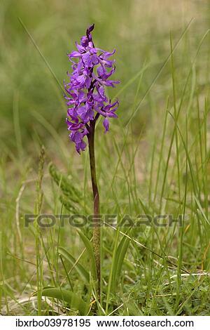 "Early Purple Orchid (Orchis mascula), Lower Engadin, Canton of Graubunden, Switzerland, Europe" View Large Photo Image Stock Photography - "Early Purple Orchid (Orchis mascula), Lower Engadin, Canton of Graubunden, Switzerland, Europe". Fotosearch