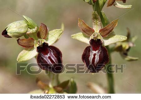 "Early spider orchid (Ophrys sphegodes), blossoms, Lake Neusiedl, Burgenland, Austria, Europe" View Large Photo Image Stock Image - "Early spider orchid (Ophrys sphegodes), blossoms, Lake Neusiedl, Burgenland, Austria, Europe". Fotosearch