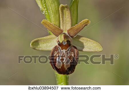 "Early Spider Orchid (Ophrys sphegodes), Baden-Wurttemberg, Germany, Europe" View Large Photo Image Stock Photo - "Early Spider Orchid (Ophrys sphegodes), Baden-Wurttemberg, Germany, Europe". Fotosearch